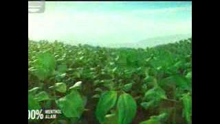 Download lagu Indosiar La Menthol 21 35 (20/03)