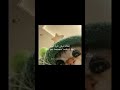 اغنية Uff Mi Amor مترجمه بدون موسيقى Like Music Lisen ترجمة أغاني Song Trending Musi اغنية Uff Mi Amor مترجمه بدون موسيقى Like Music Lisen ترجمة أغاني Song Trending Musi