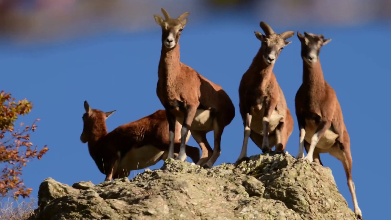 Les Mouflons En Automne DerriÈre Lobjectif 3 Photo Animalière