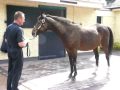 Sadlers wells top class race horse and thoroughbred sire at coolmore 2008