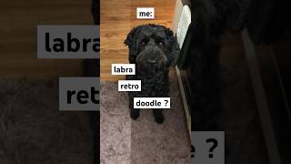 She’s a Labradoodle | #labradoodle #dog #doglover