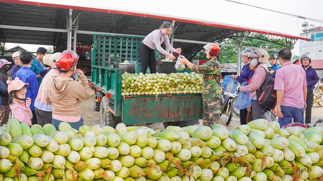 Use Truck Harvesting Many Corn from the Farmer - Boiled Corn And Sold At The Country Market