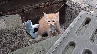 The kitten was abandoned in the sewer, no one helped him, and he was finally found by a dog. by Paws Bliss Haven 36,539 views 1 day ago 8 minutes, 3 seconds