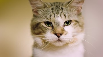 Introducing the PetSafe® Microchip Cat Flap