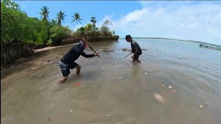 Warga Bingung‼️Ribuan ikan berlarian dari dalam Hutan mangrove