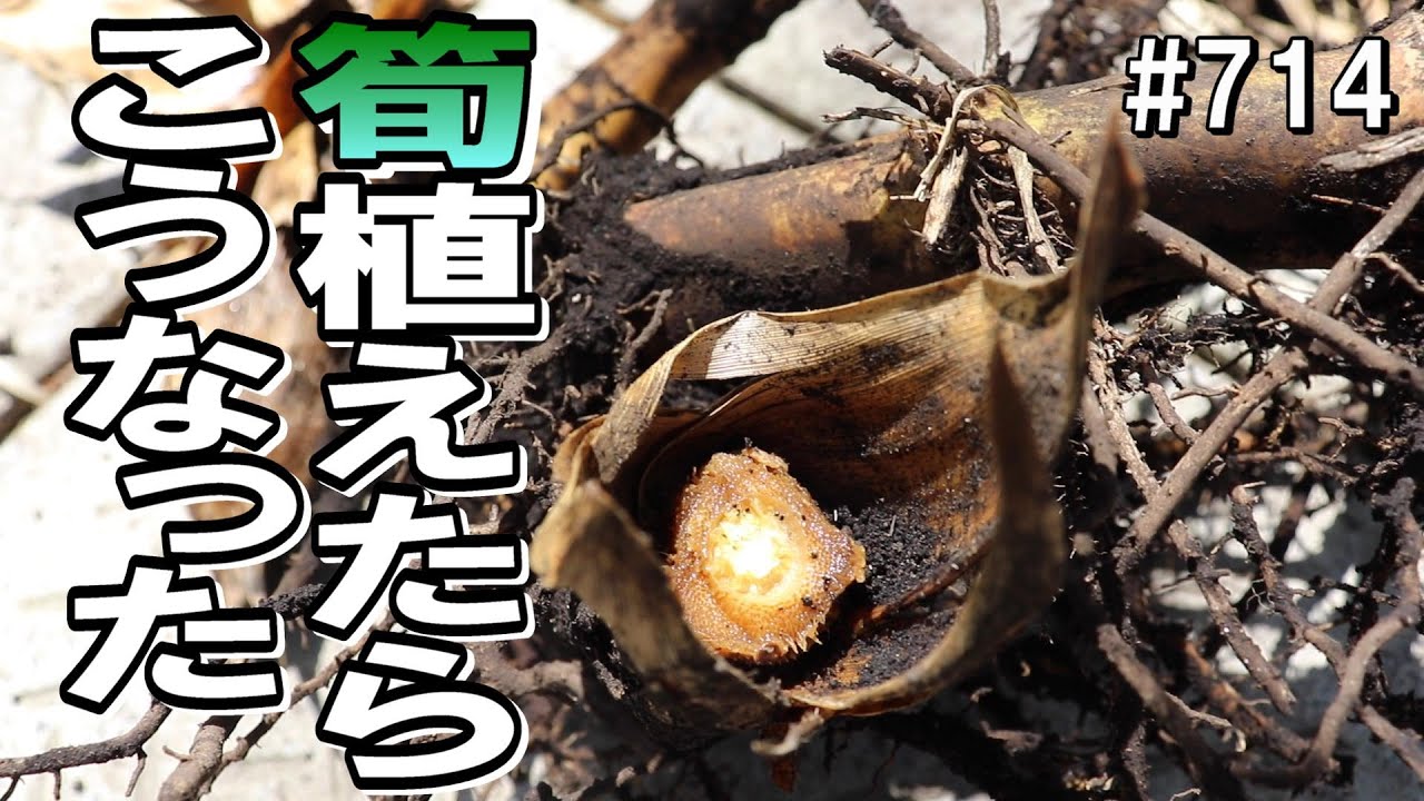 地下茎付き筍…腐ってる｜レシプロで竹株切ったら超疲労 - YouTube