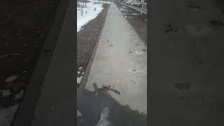 Собачье гавно на тротуаре