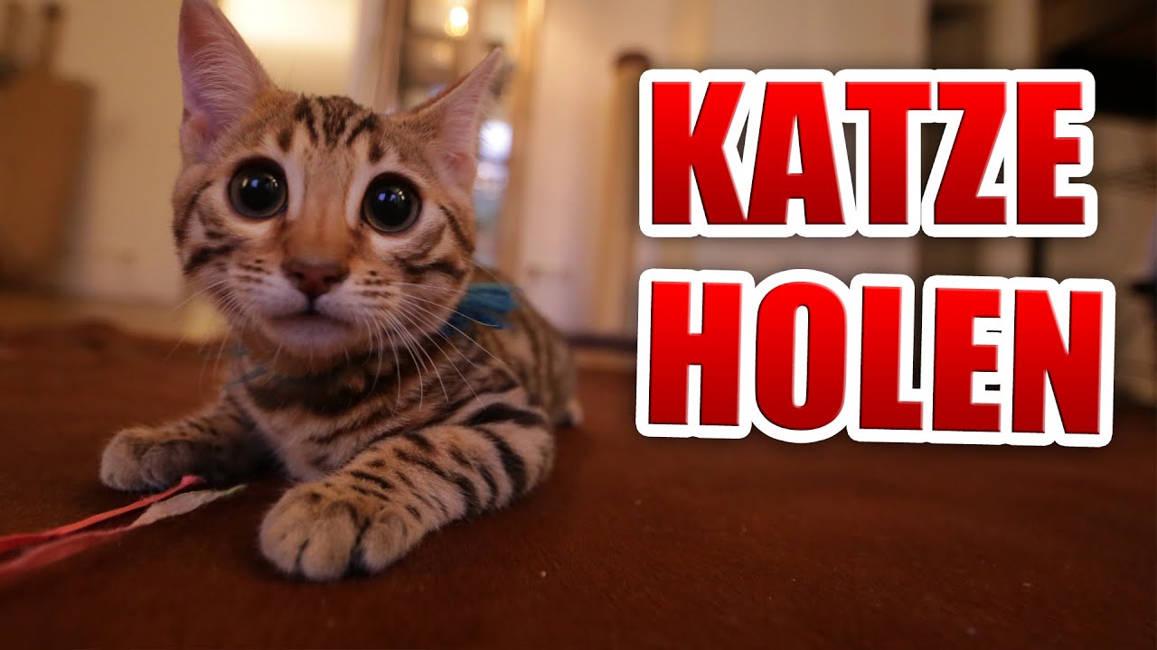Wir Holen Unsere Katze Youtube
