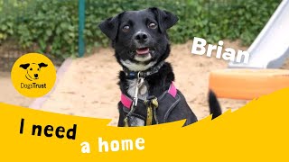 Brian the brilliant Crossbreed | Dogs Trust Shoreham