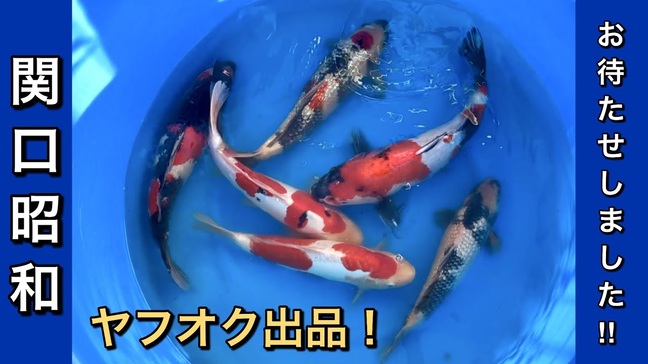 鯉ザオ I've put up a Sekiguchi Showa carp for sale on Yahoo! Auctions! ~I