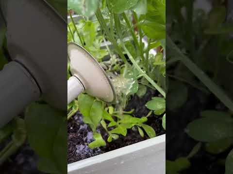 Video: How to Plant Kohlrabi: 12 Steps (with Pictures)