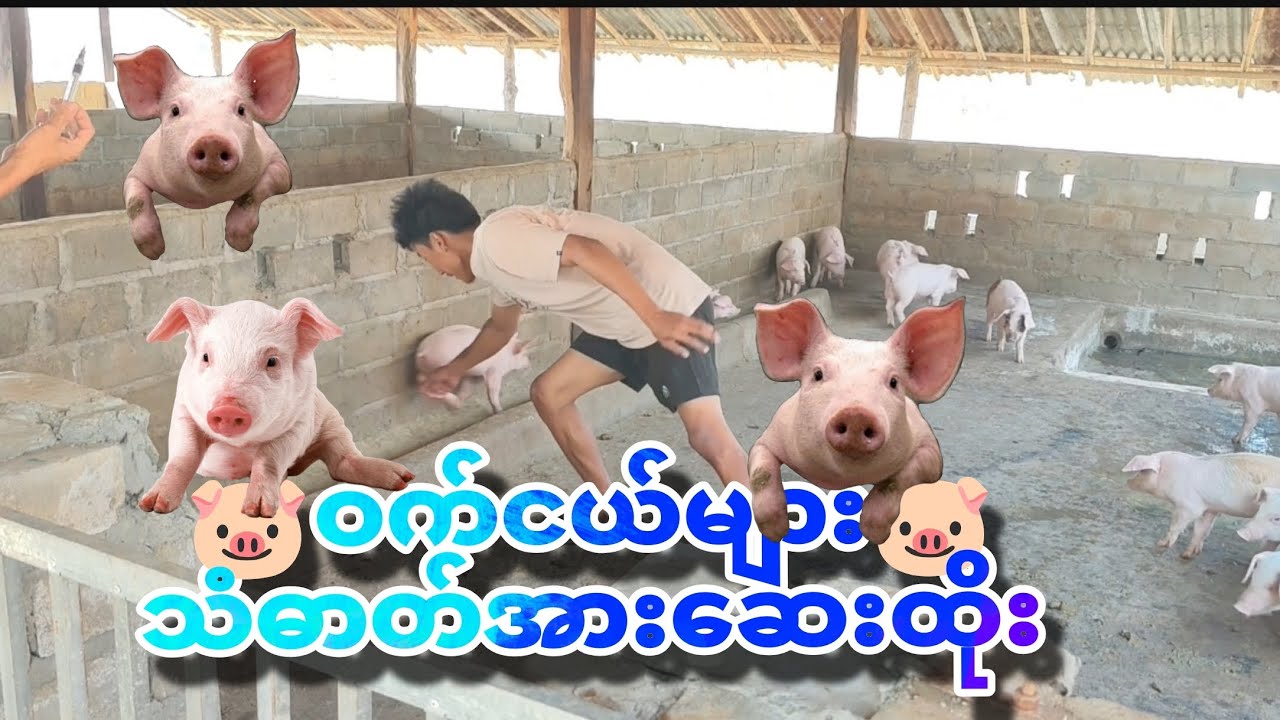 ဝက်ငယ်များသံဓာတ်အားဆေးဒုတိယအကြိမ်ထိုးpart(1).🐷❣