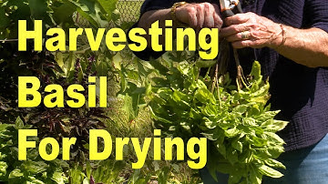 Harvesting Basil to Dry – Garden Notes