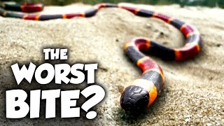 The Worst Snake Bites in the US Ranked