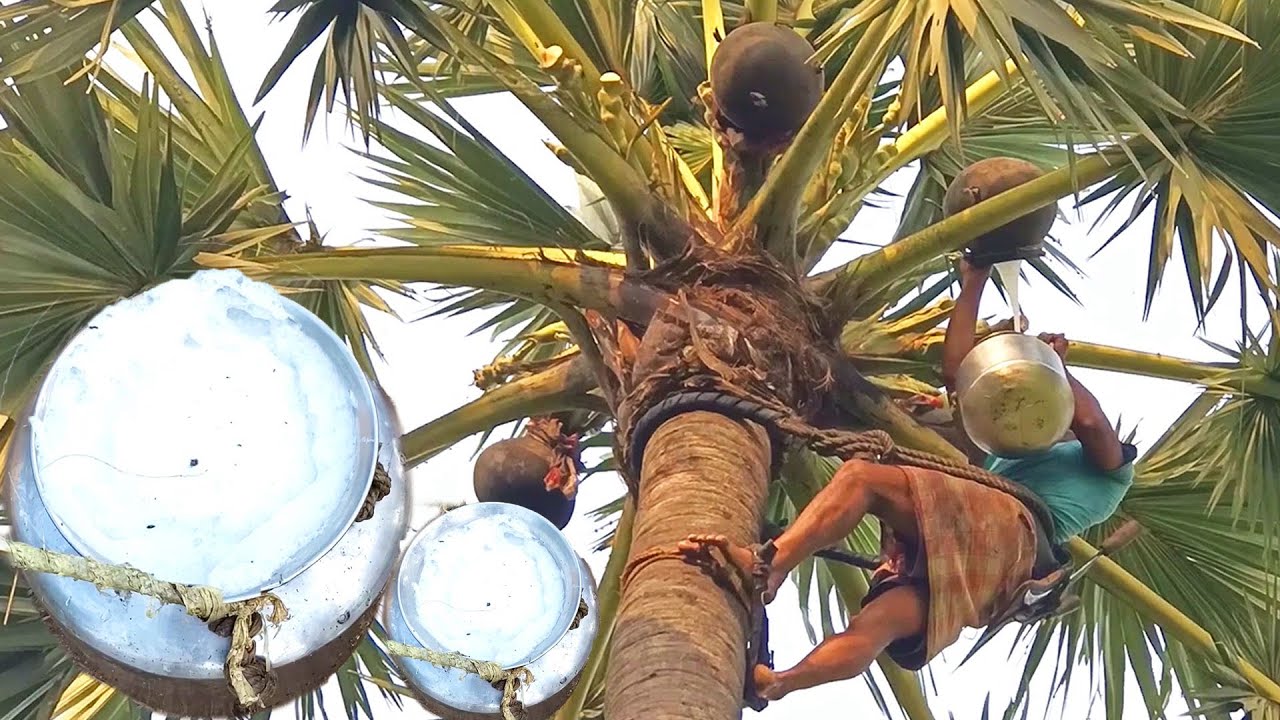 Amazing Toddy Wine Collection Videos Palm wine Taadi Kallu Thaati Kallu ...