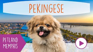 Pekingese Fun Facts by Petland Memphis 24 views 3 months ago 1 minute