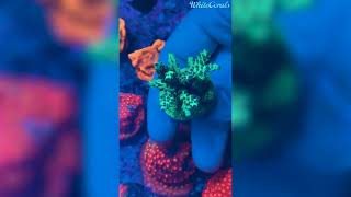 Acropora Rose Garden – Farbenpracht im Riff 🌹