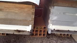 ما هو الوقت الأفضل لشراء خلايا النحل هل الآن افضل أم في فصل الربيع / تربية النحل في بومرداس الجزائر