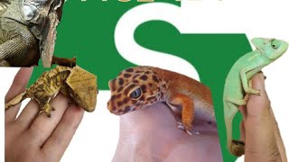 setec 희귀동물 박람회 #zoo #animals #반려동물 #도마뱀 #입양 #shorts