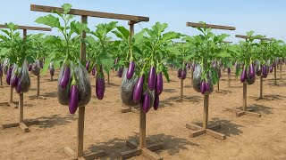 видео: Не выбрасывайте пластиковые пакеты — этот метод выращивания баклажанов удивит всех! картинка: Не выбрасывайте пластиковые пакеты — этот метод выращивания баклажанов удивит всех!