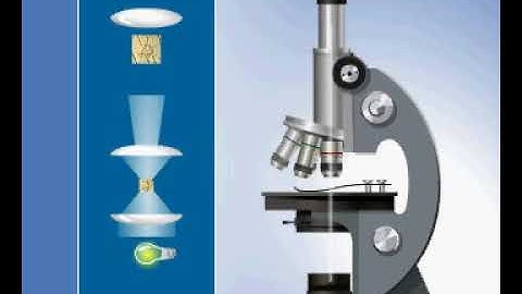 Principle of operation of the light microscope