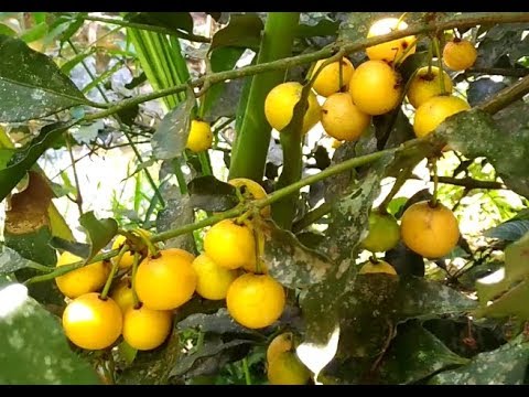 Video: Qué fruta es amarilla: cultivo de fruta amarilla en el jardín