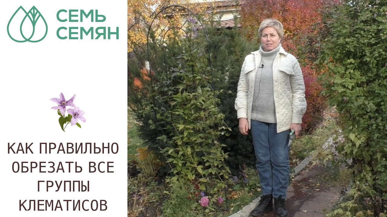 ОБРЕЗАЕМ КЛЕМАТИСЫ И РАЗБИРАЕМСЯ КАКАЯ У ВАС ГРУППА ОБРЕЗКИ