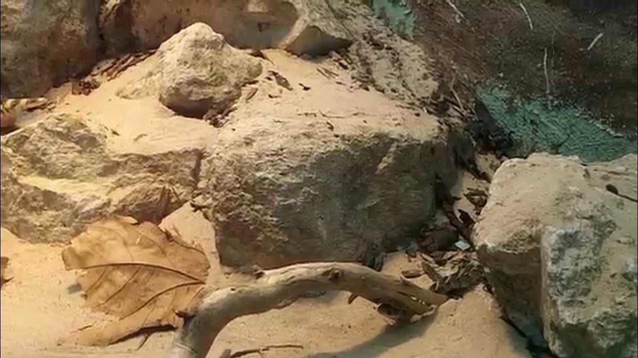 SebastiansAnimals14, puff adder giving birth YouTube