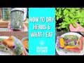 How to Dry Herbs & Spices! Cacao Tea & Rainbow Spring Rolls
