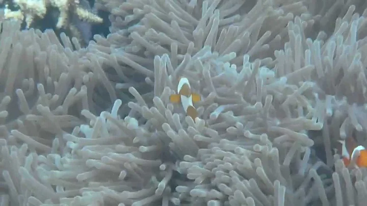 Clownfish