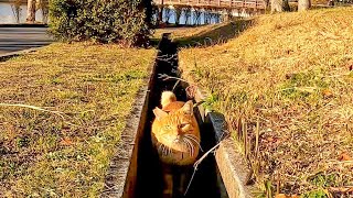 側溝の中に猫がいたのでナデナデしたら猫は喜んでベンチまで付いてきた