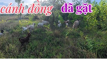 cánh đồng đã gặt sông được thả dê tung tăng rồi,