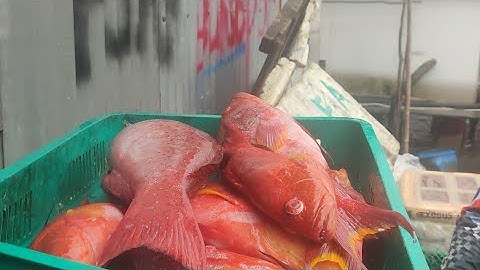 ice for fish use only