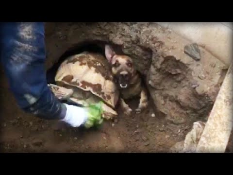 Firefighters Free Dog, Tortoise Trapped in Tunnel