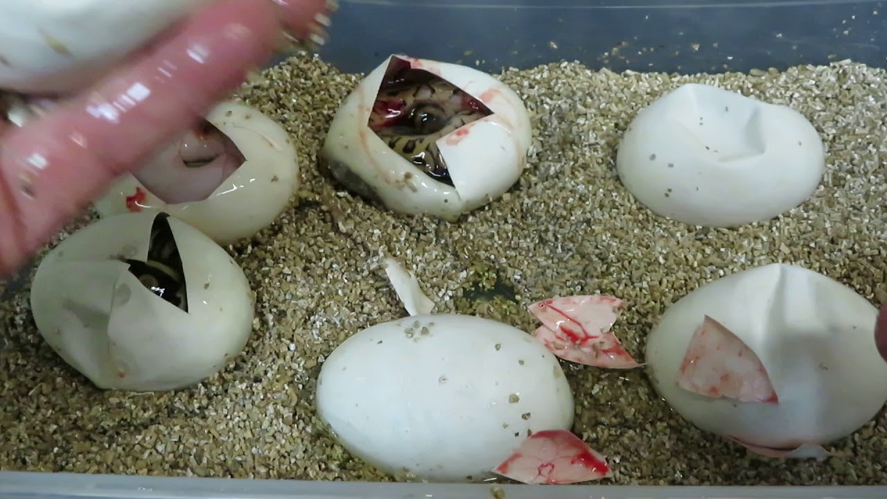 rat snakes in alabama Brian Gundy Shares Amazing Odds From Double Het Pied Clowns