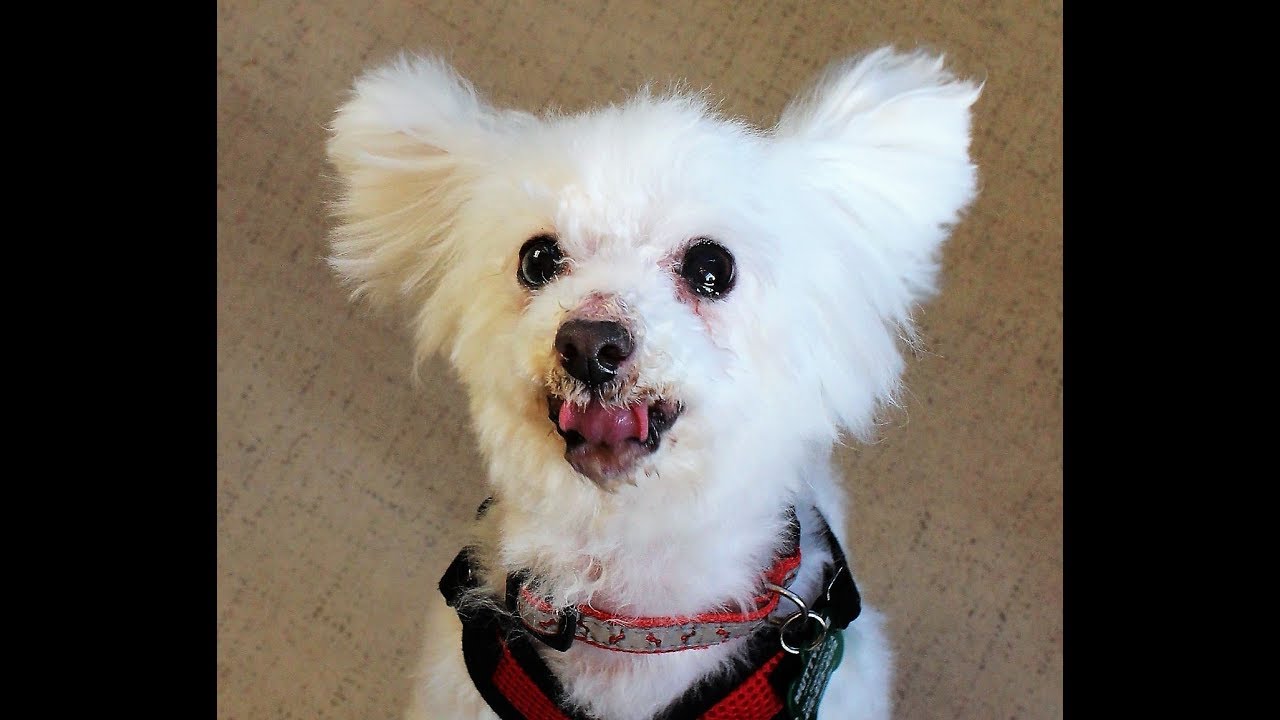 Berry A Female Toy Poodle At Muttville adopted YouTube