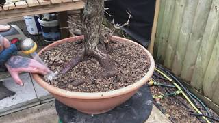 The Hill: Collecting Hawthorn yamadori for bonsai Part Two. Potting up the new bonsai.