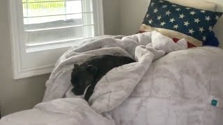 Depressed Staffordshire Bull Terrier Reluctantly Rises To Find Rain Still Pouring Outside by PUDDY THE DOG 1,371 views 3 weeks ago 2 minutes, 30 seconds