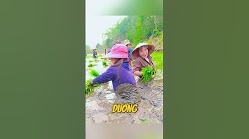 Những cách canh tác độc đáo của nông dân ba nước #shorts