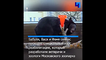 Московский зоопарк приютил трех истощенных гималайских медведей