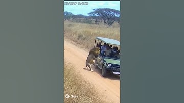 CCTV Captures Terrifying Lion Attack on Tourist Jeep in Safari Park!