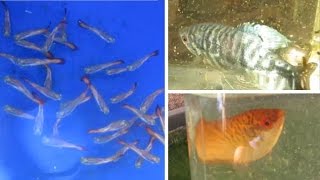 Fish Update Catching Guppies for Selling Gouramis Growing Larger