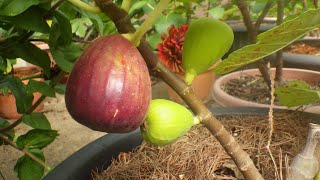 كيف يتم نضوج التين على الشجرة How Figs Ripen - Guide