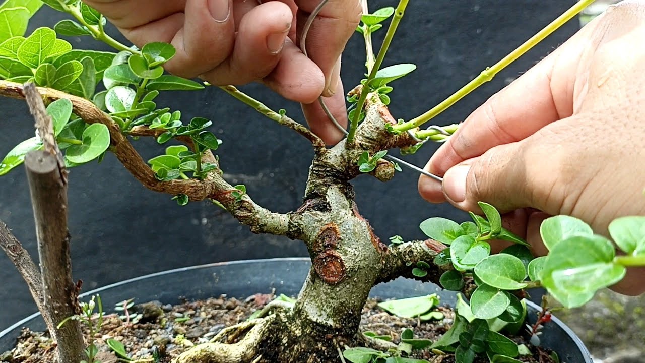 gambar cara memendekkan batang utama bonsai
