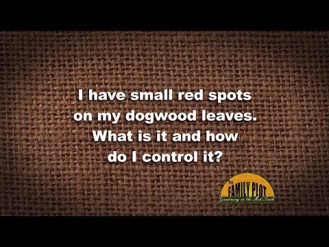 Wideo: Kapiące liście derenia - co powoduje sok derenia