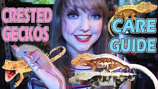 ALL ABOUT CRESTED GECKOS - Care Guide