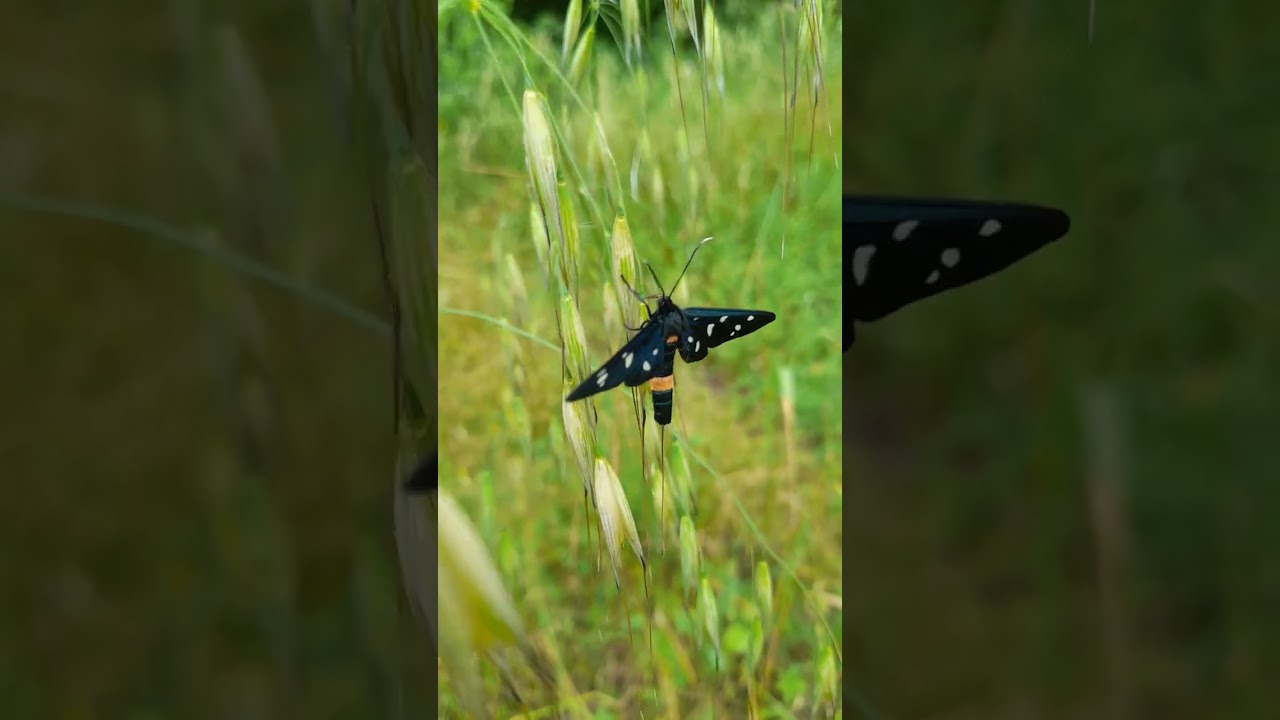 yellow belted burnet (Amata phegea)..italian "prete" is so beautiful....