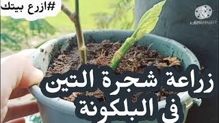 #ازرع_بيتك طريقةزراعة شجرة التين  الزراعة المنزلية البلكونة @user-ou8rb7ut4c @zaghloul_matter