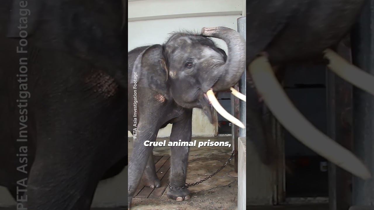 White Lotus got you thinking about a trip to Thailand?