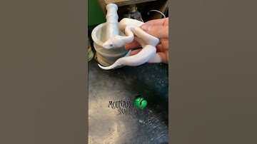 🐍Our “vegan” snake is in shed!🧪 #shorts #molinarosnakelab #ballpython #leucistic #bel #python #pet